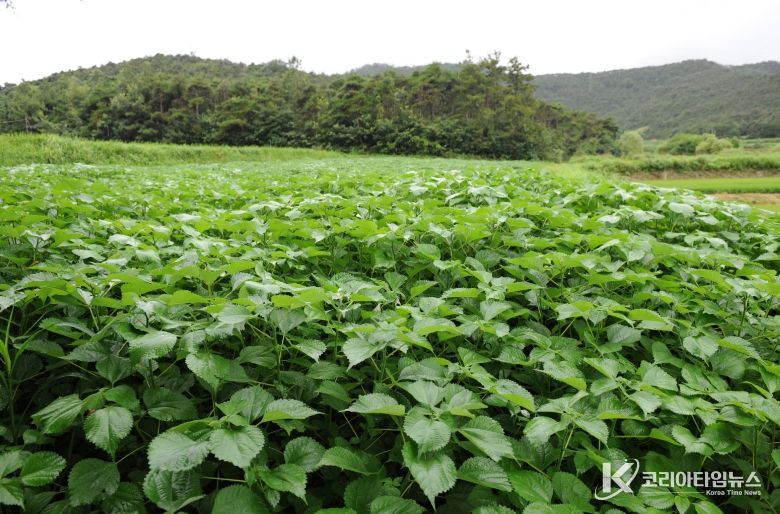 , 노후 모시밭 생산성 향상 위한 토양관리 실천 당부
