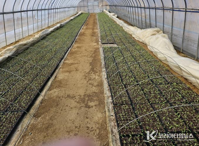 봉화군, 철저한 고추 육묘관리 당부