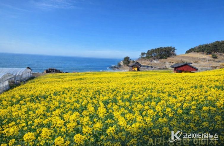 채꽃과 바다와 노을이 어우러진 환상 조화