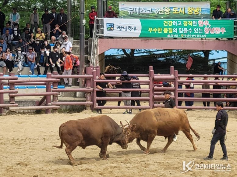 제21 창녕 전국 민속소힘겨루기대회 경기
