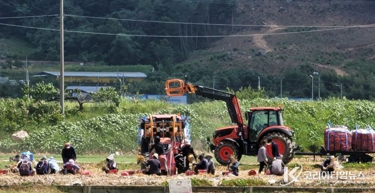 구미시, 양파 주산지 공식 지정…생산·유통·가격안정 체계 구축 전환점
