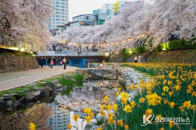 ‘궁거랑, 봄을 걷다’ 제15회 궁거랑 벚꽃 한마당 개최(울남9경 사진공모전 입상작)