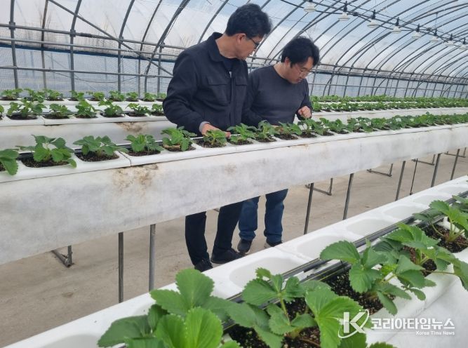 딸기육묘장에서 어미묘에 대해 설명하고 있다.