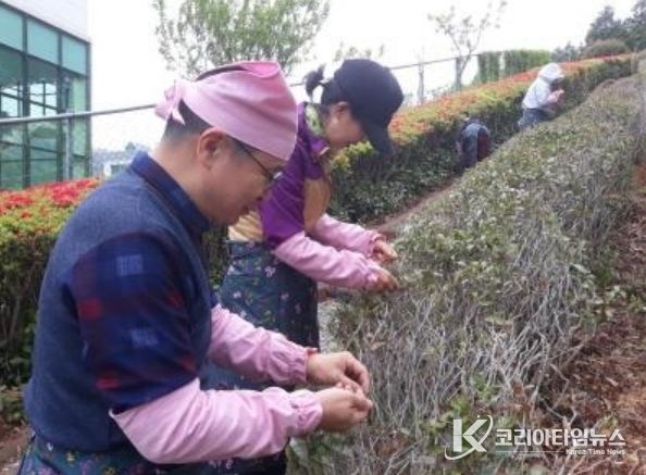 2025년 기장 차(茶) 문화학교에서 수강생이 직접 찻잎을 수확하는 모습