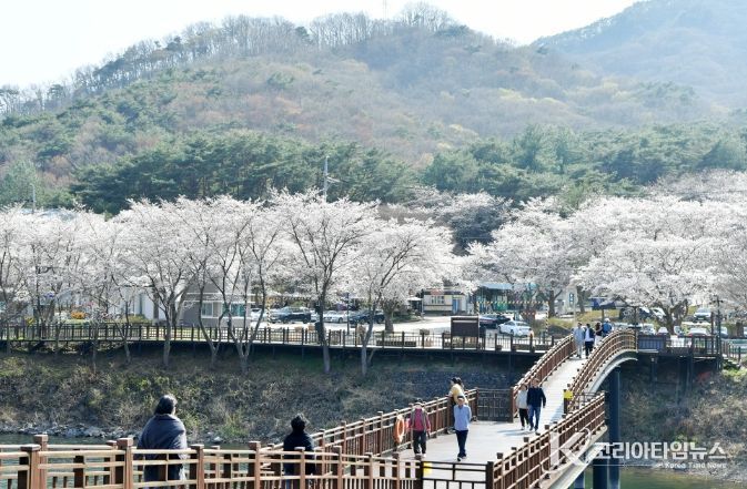담양호·추월산 적신 분홍빛 봄물결