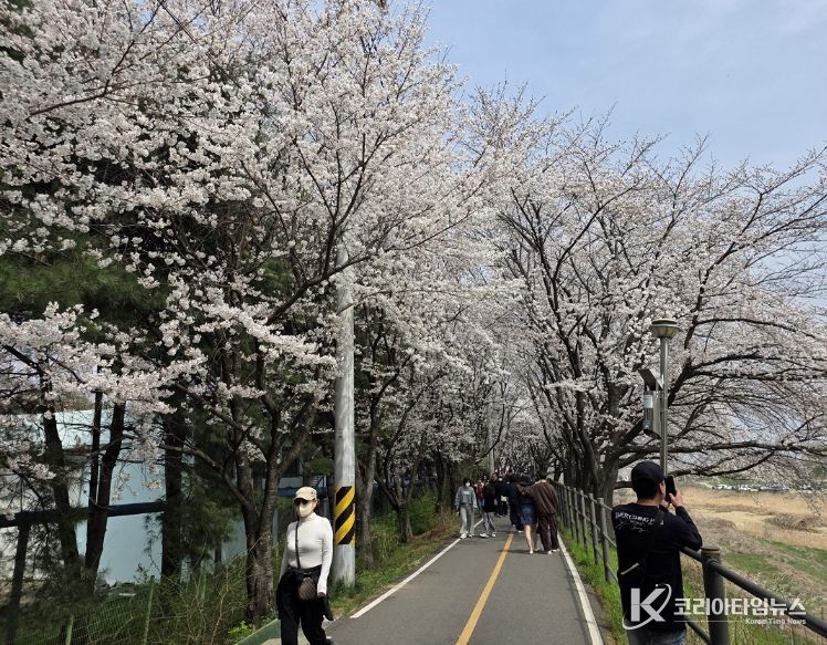 세종의 봄 알리는 '조치원 봄꽃 축제' 성료