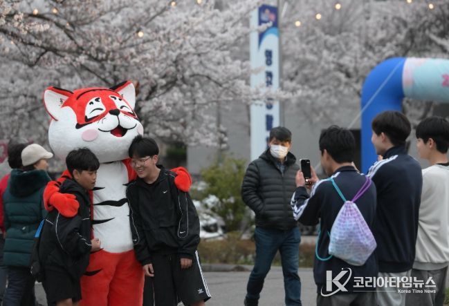 벚꽃으로 물든 영광, 2026년 영광 청년 벚꽃축제