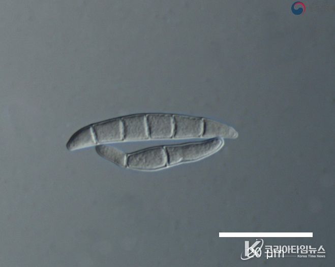맥류 출수기 붉은곰팡이병 등 병해충 적기 방제 당부