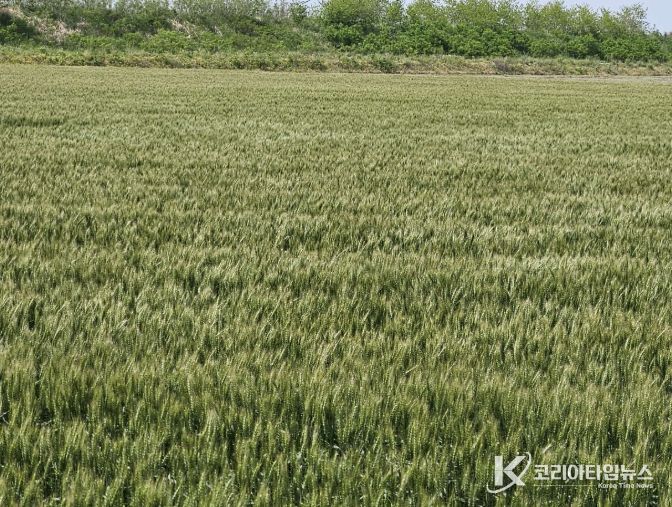 서천군, 맥류 붉은곰팡이병 적기 방제 당부