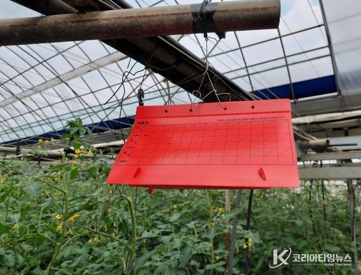 성페로몬 트랩 설치 모습