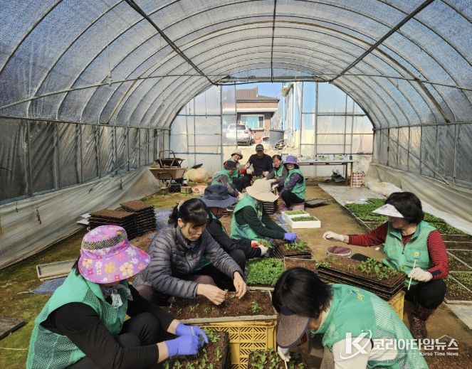 봄꽃 모종 포트 이식 작업 현장