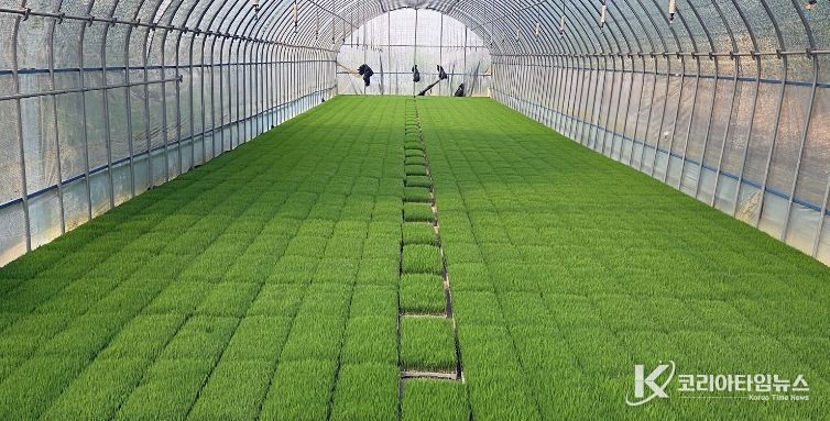 정읍시, 벼 안전육묘를 위한 발아율 사전 확인 당부