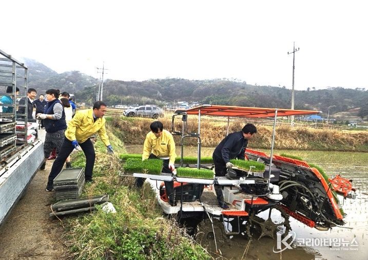 풍산면 첫 모내기