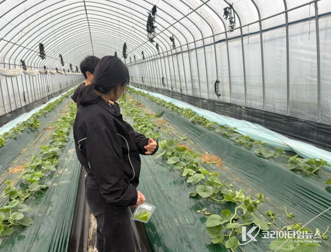1. 천안시농업기술센터가 멜론 농가에 방문해 바이러스 진단을 하고 있다.